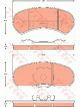 TRW DTEC Brake Pads