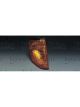 Valeo Direction Indicator w/o Bulbs Right